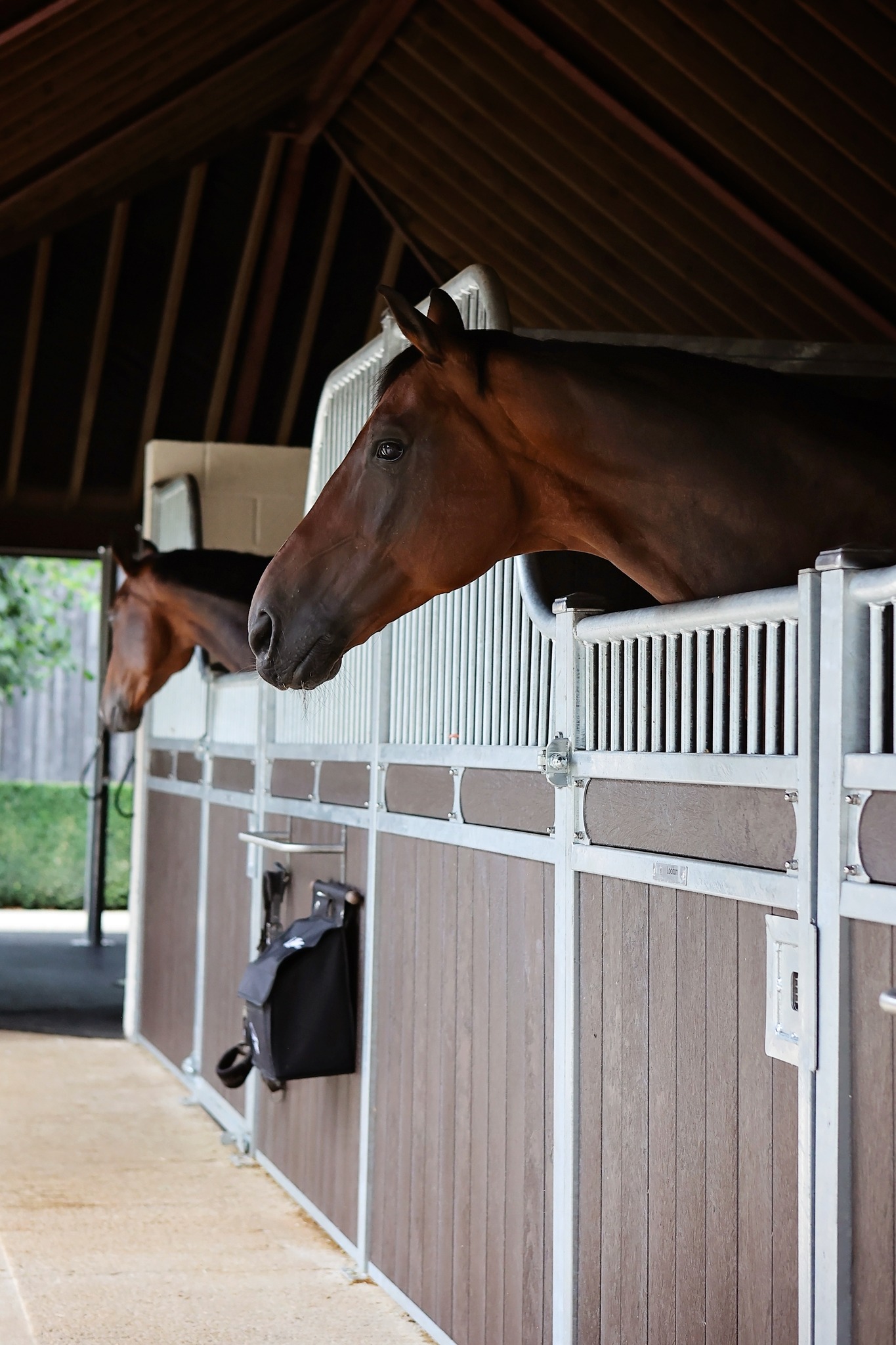 Lewis Carriers horses poking their heads out of the new stables